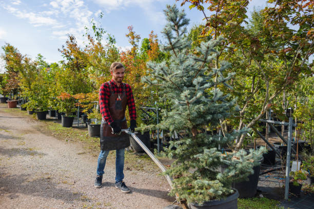 Best Palm Tree Trimming  in Newville, PA